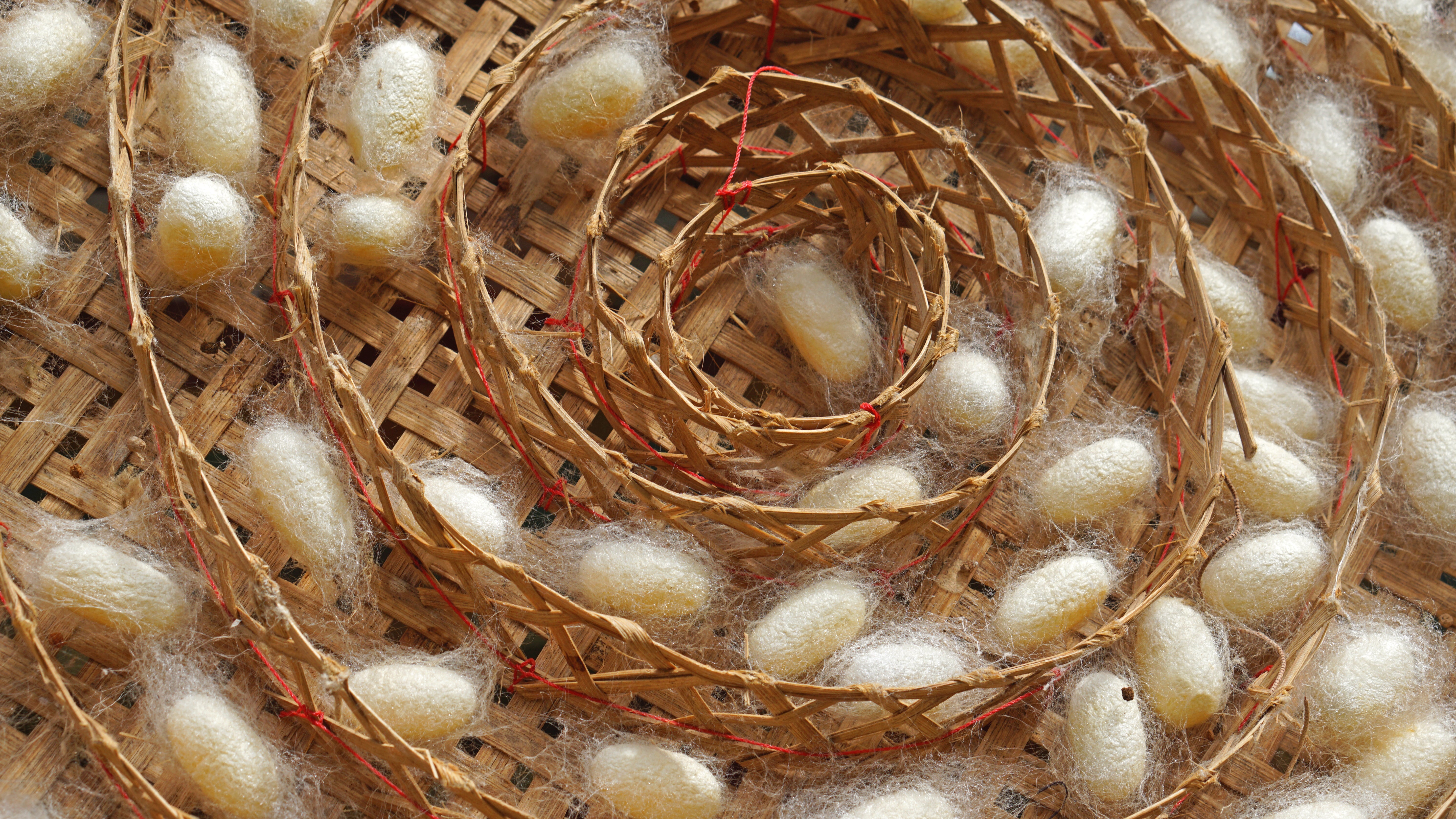 Maysan Exfoliating Silk Cocoons